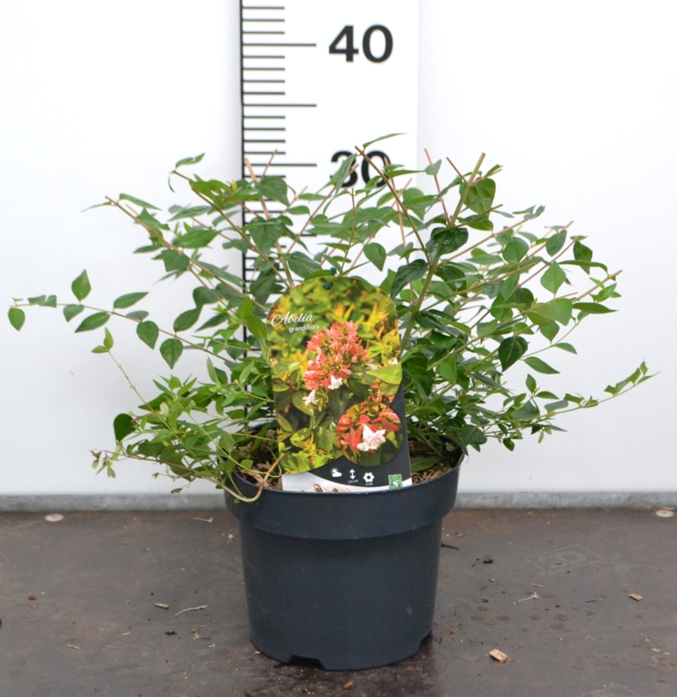 Abelia grandiflora - C3 20-40 CM